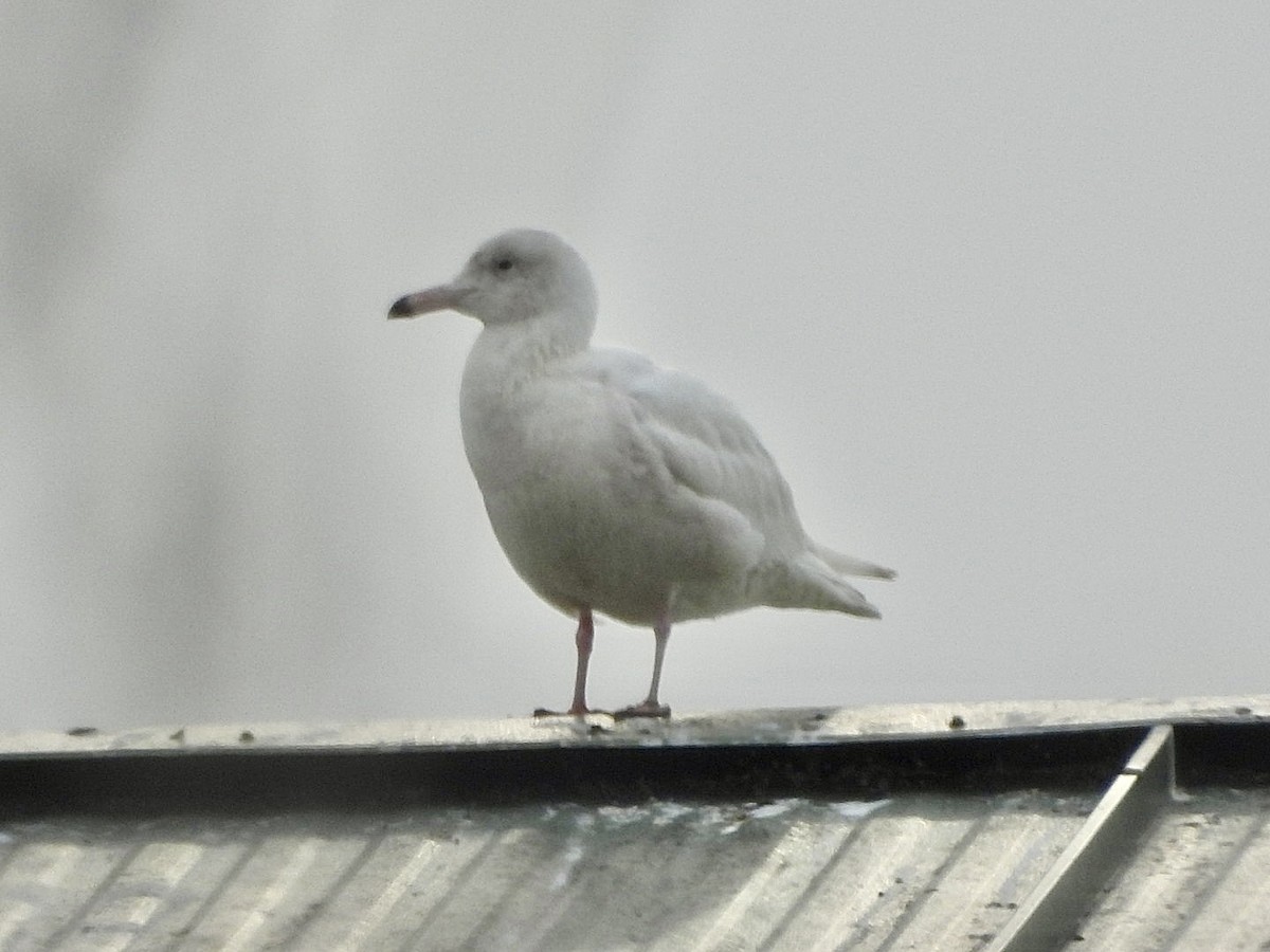 Glaucous Gull - ML615405190