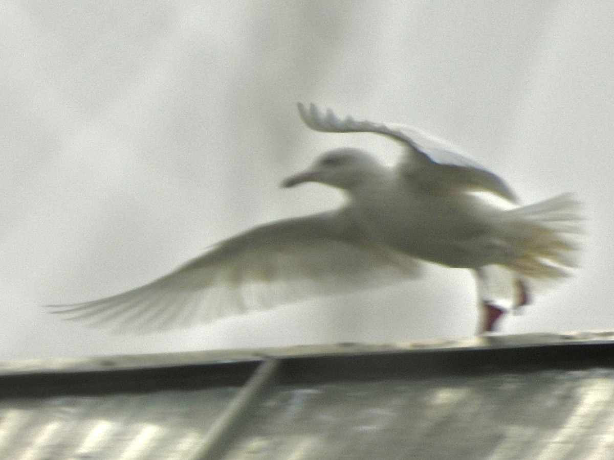 Glaucous Gull - ML615405191