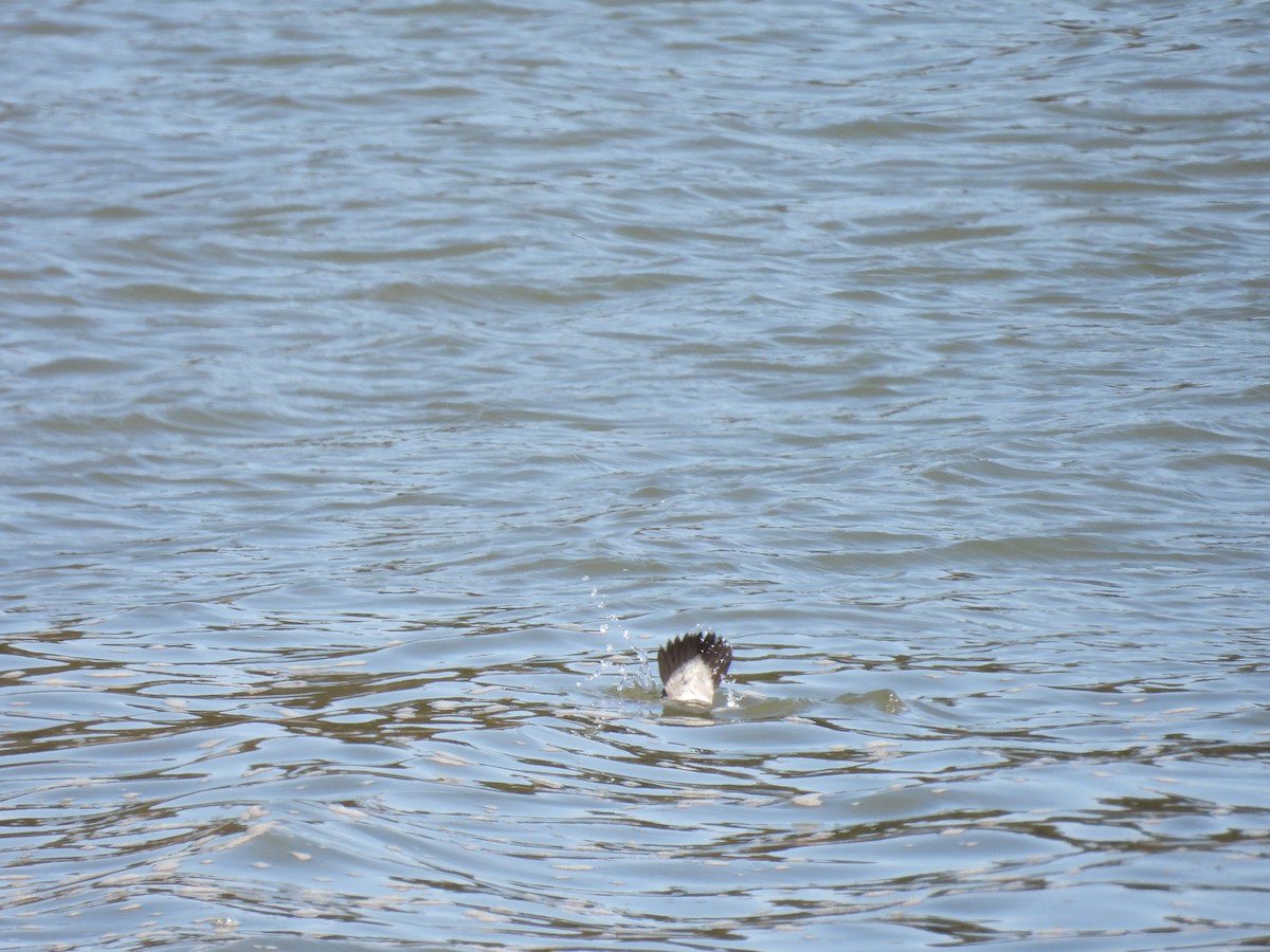 Bufflehead - Donna DeJong