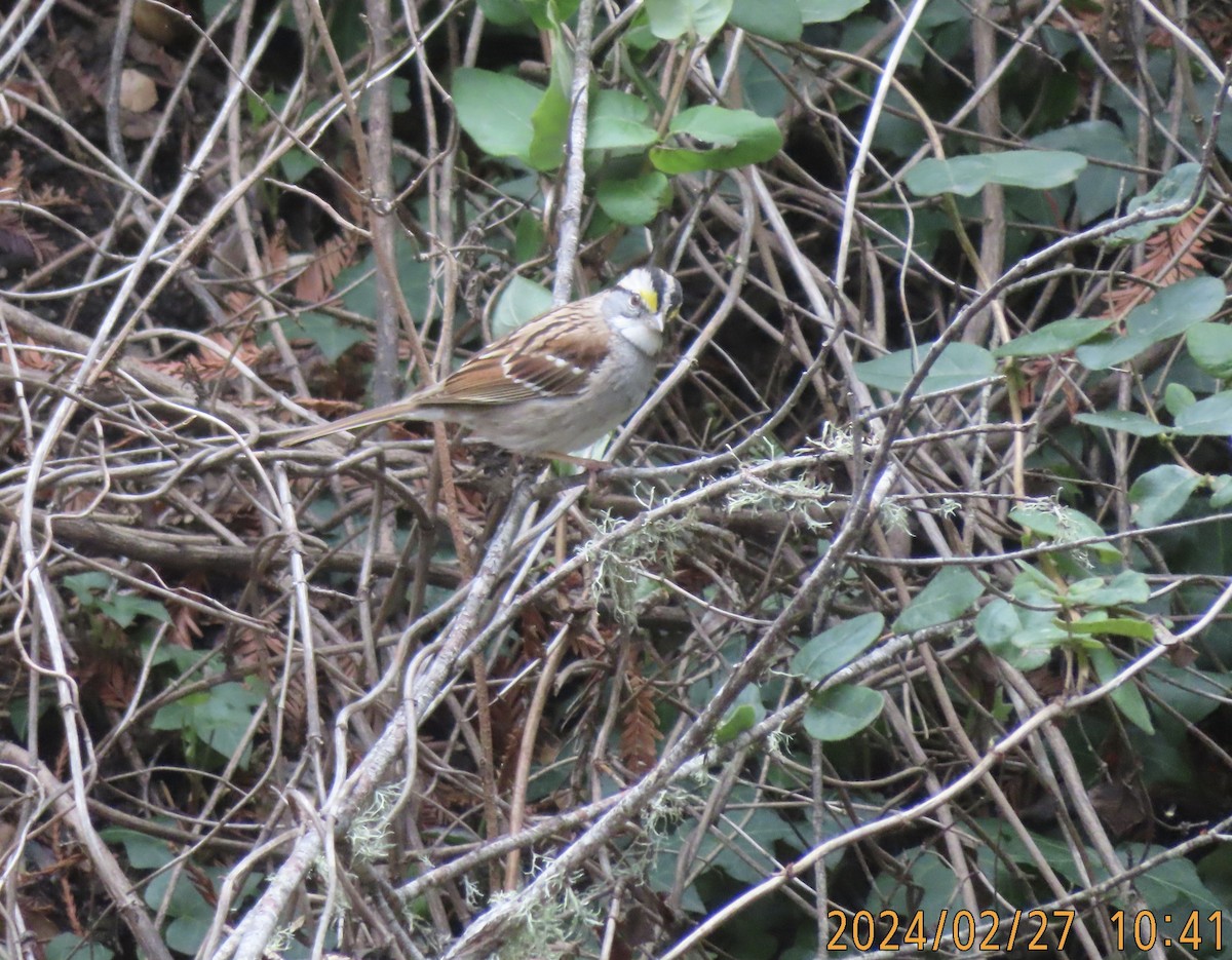 Bruant à gorge blanche - ML615405236