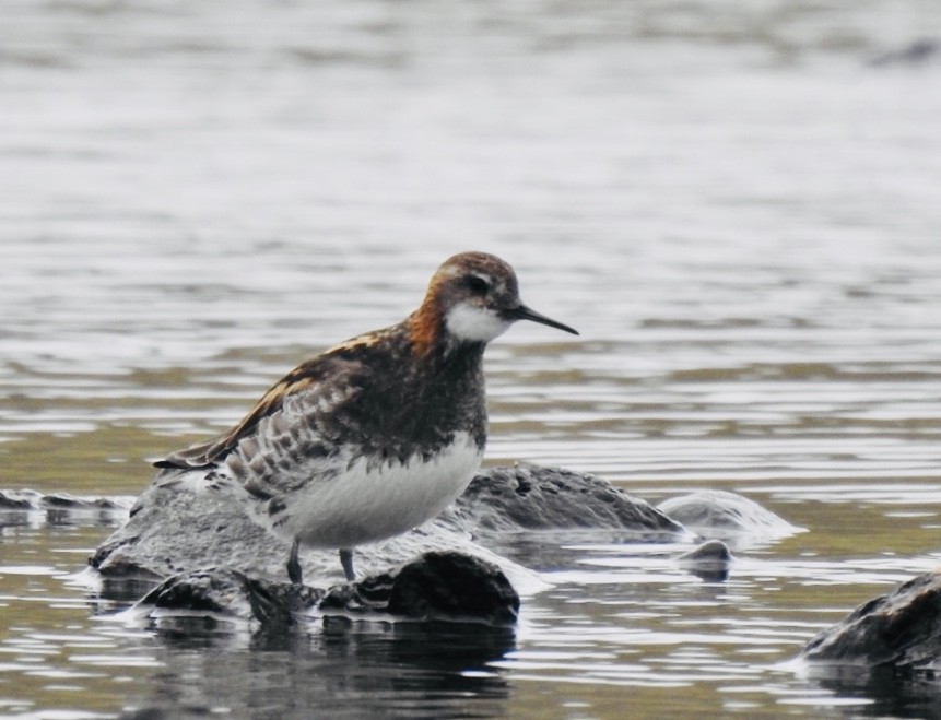 Red-necked Phalarope - ML615405291