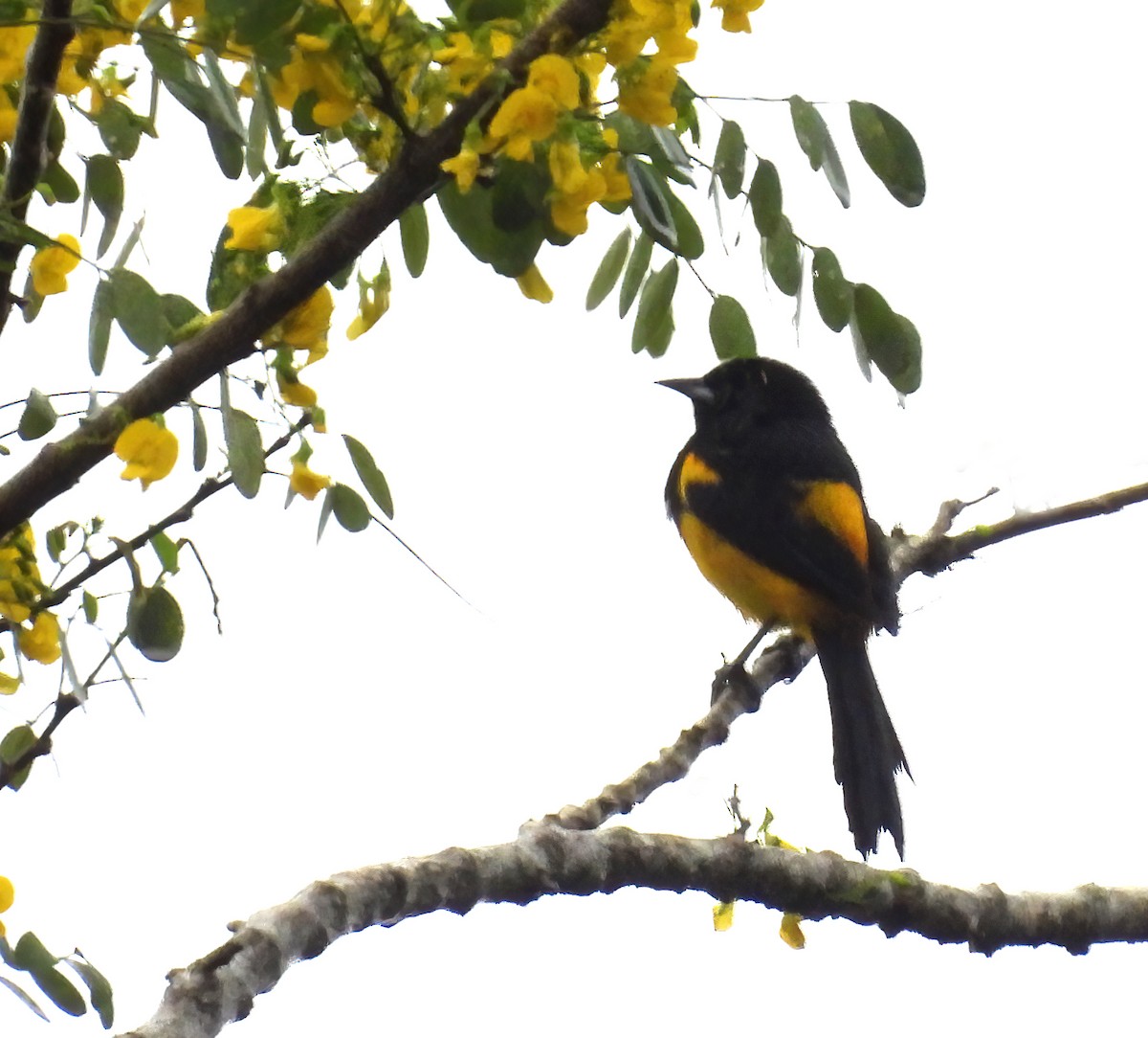 Black-cowled Oriole - Faye Dion