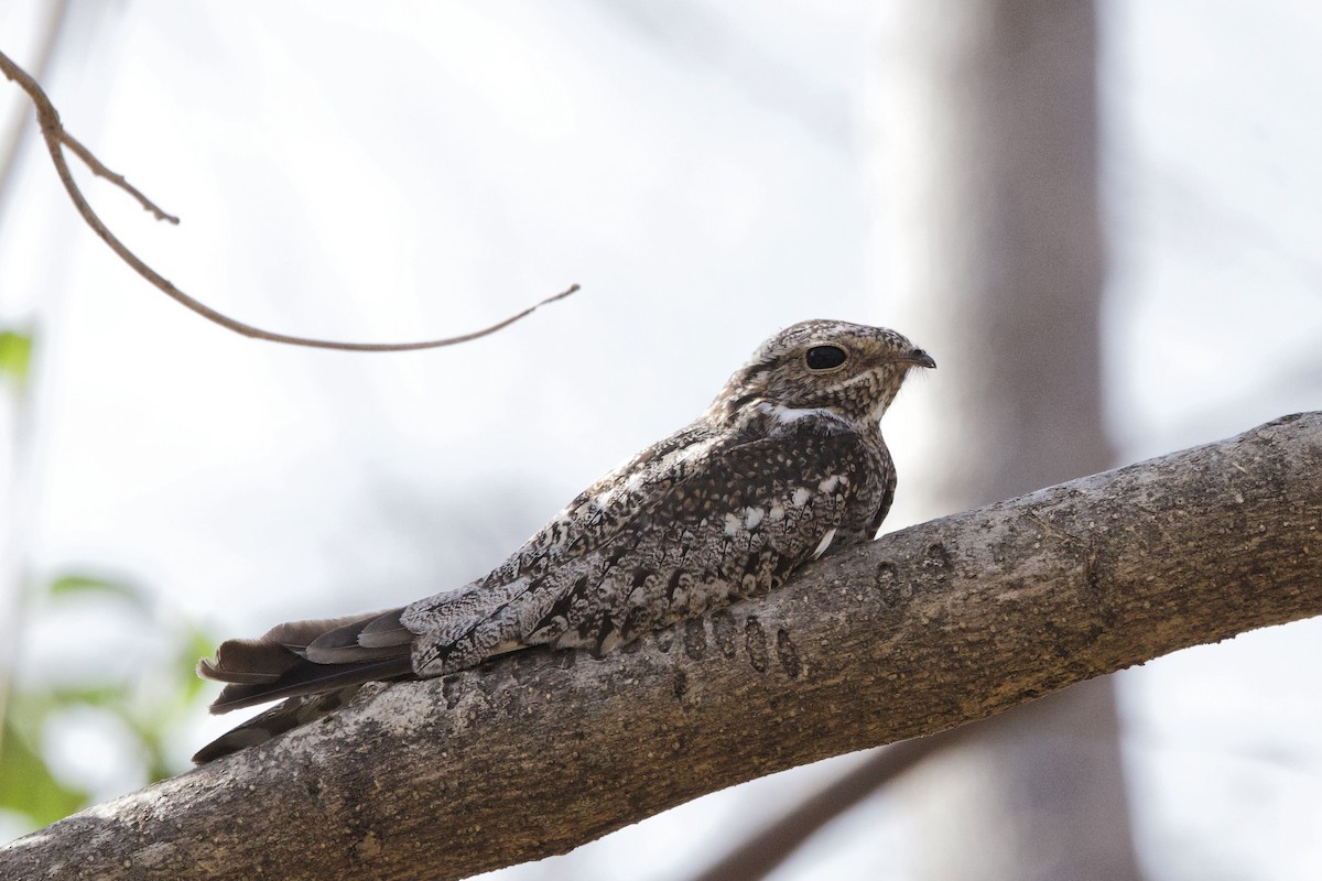 Lesser Nighthawk - ML615405336