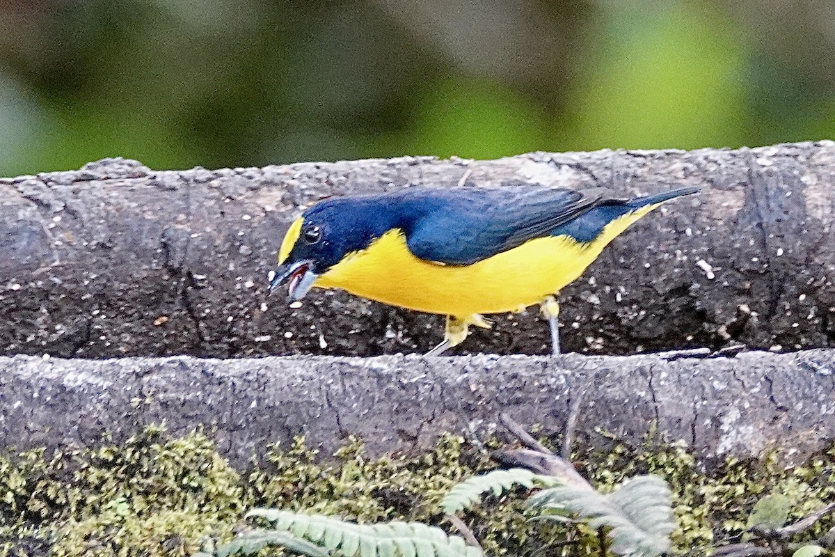 Orange-crowned Euphonia - David Fraser