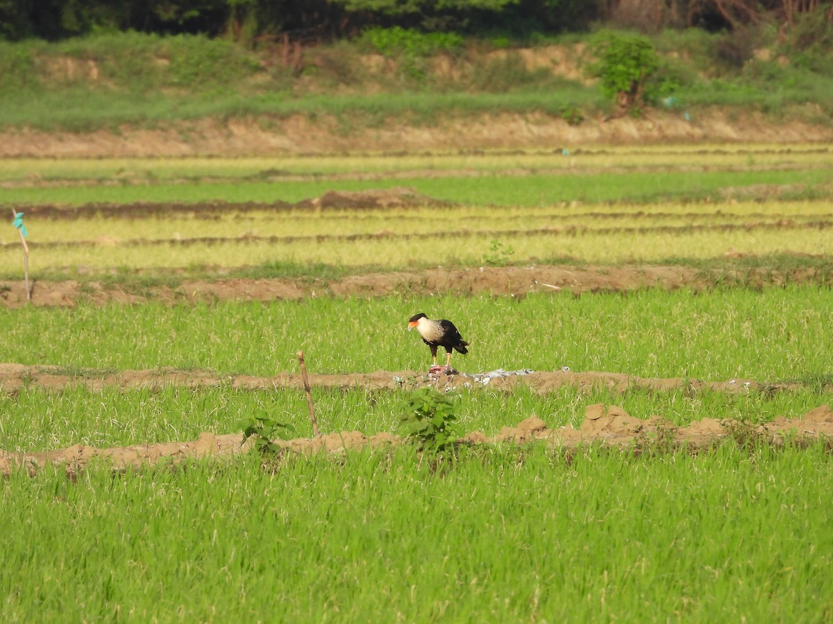 Crested Caracara - ML615405385