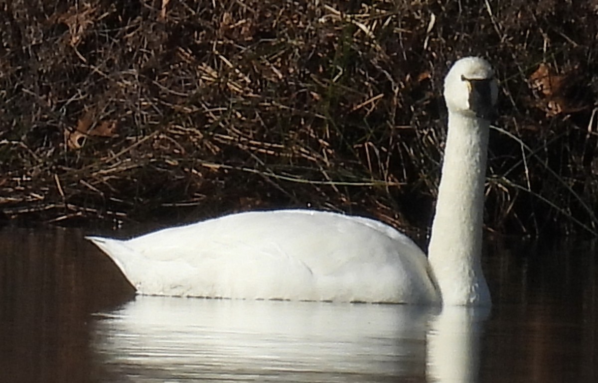 Zwergschwan - ML615405390