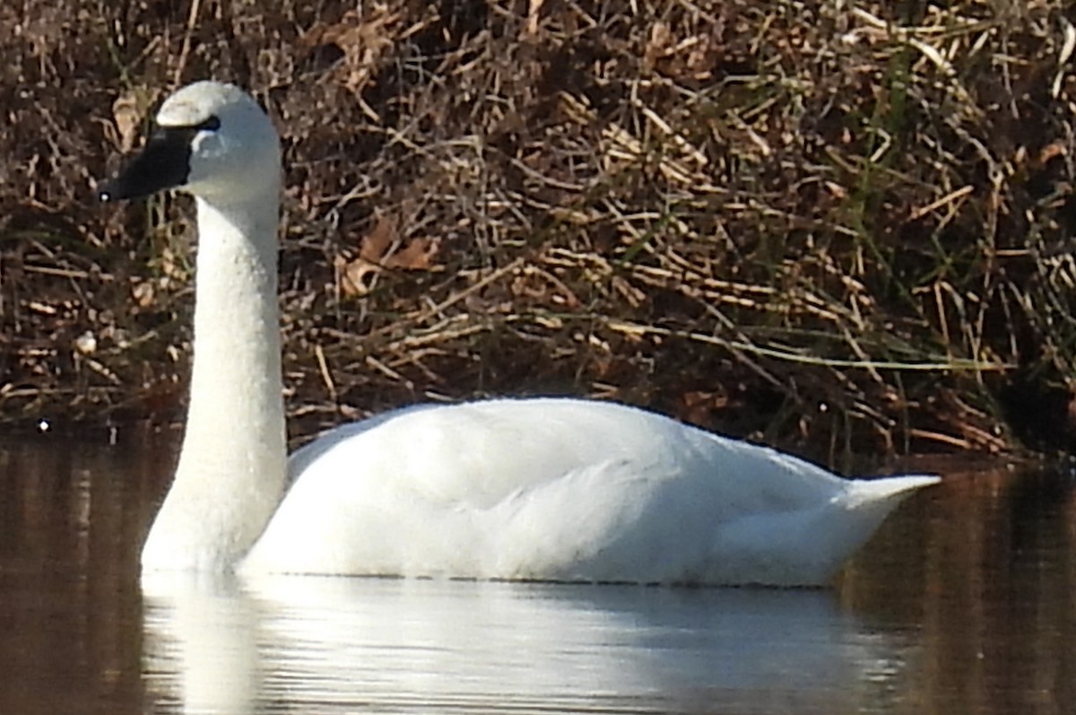 Zwergschwan - ML615405391