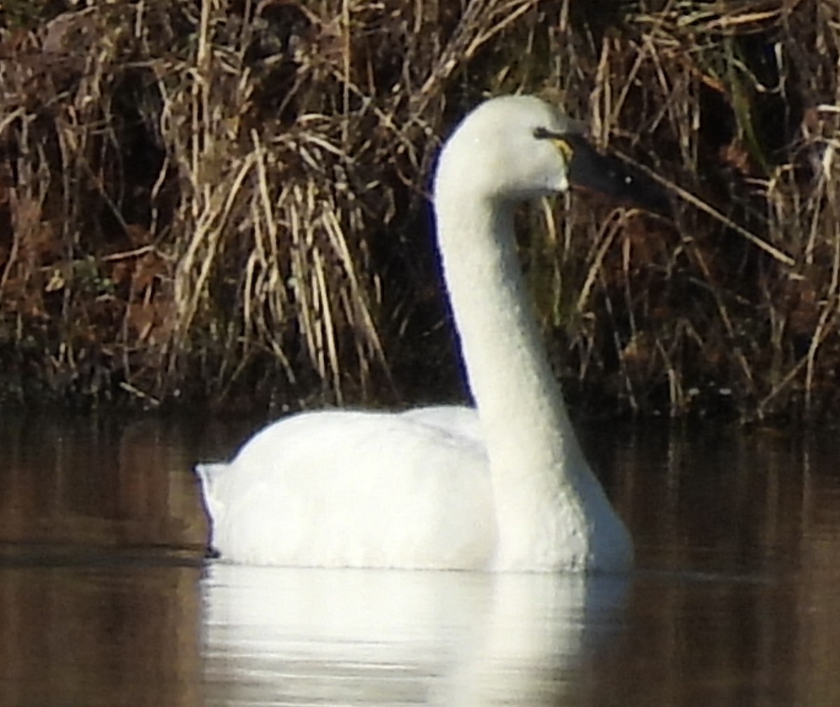 Zwergschwan - ML615405392