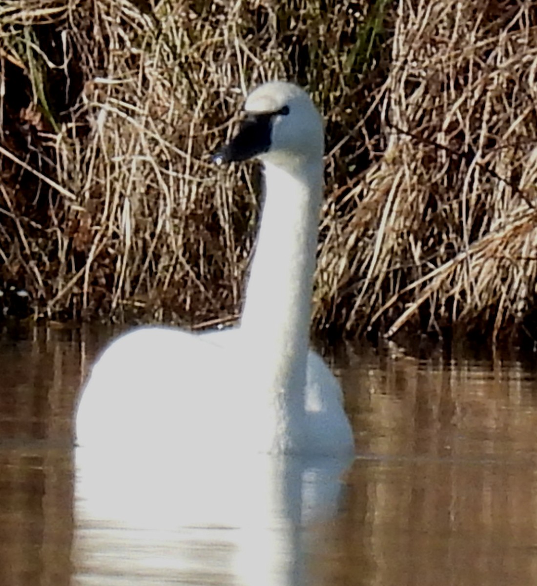 Zwergschwan - ML615405393