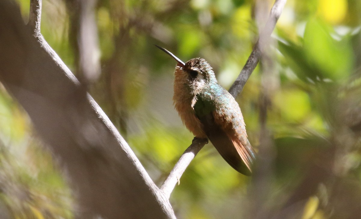 Colibrí de Xantus - ML615405407