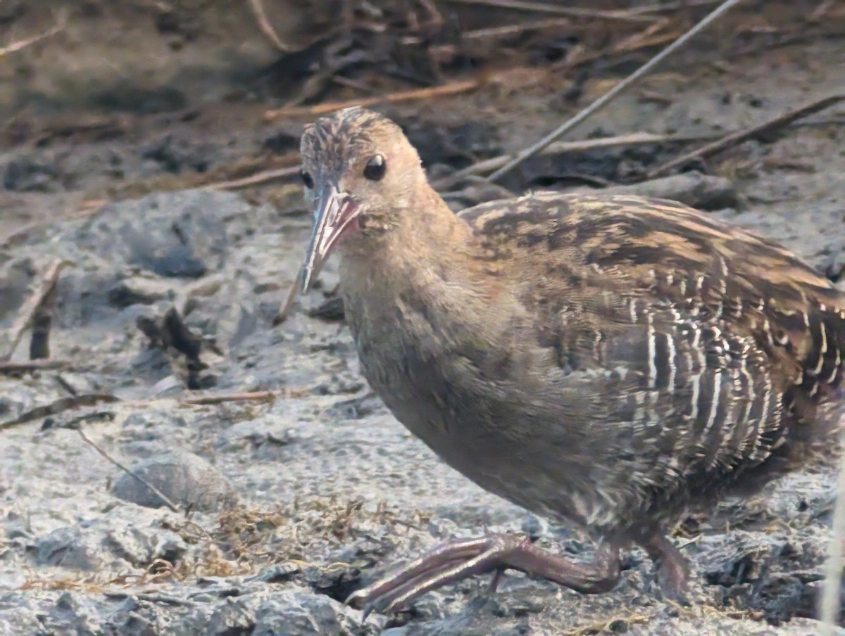 Lewin's Rail - ML615405408