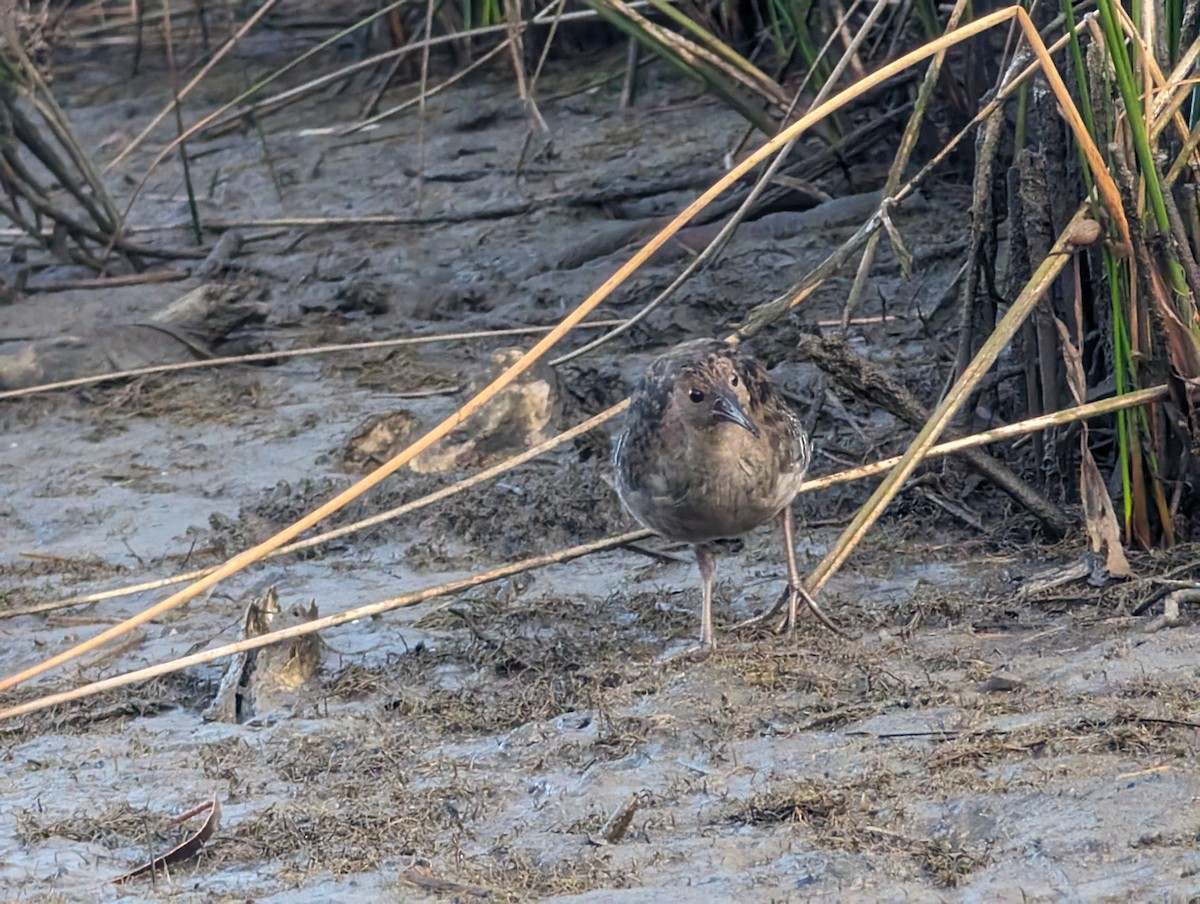 Lewin's Rail - ML615405409