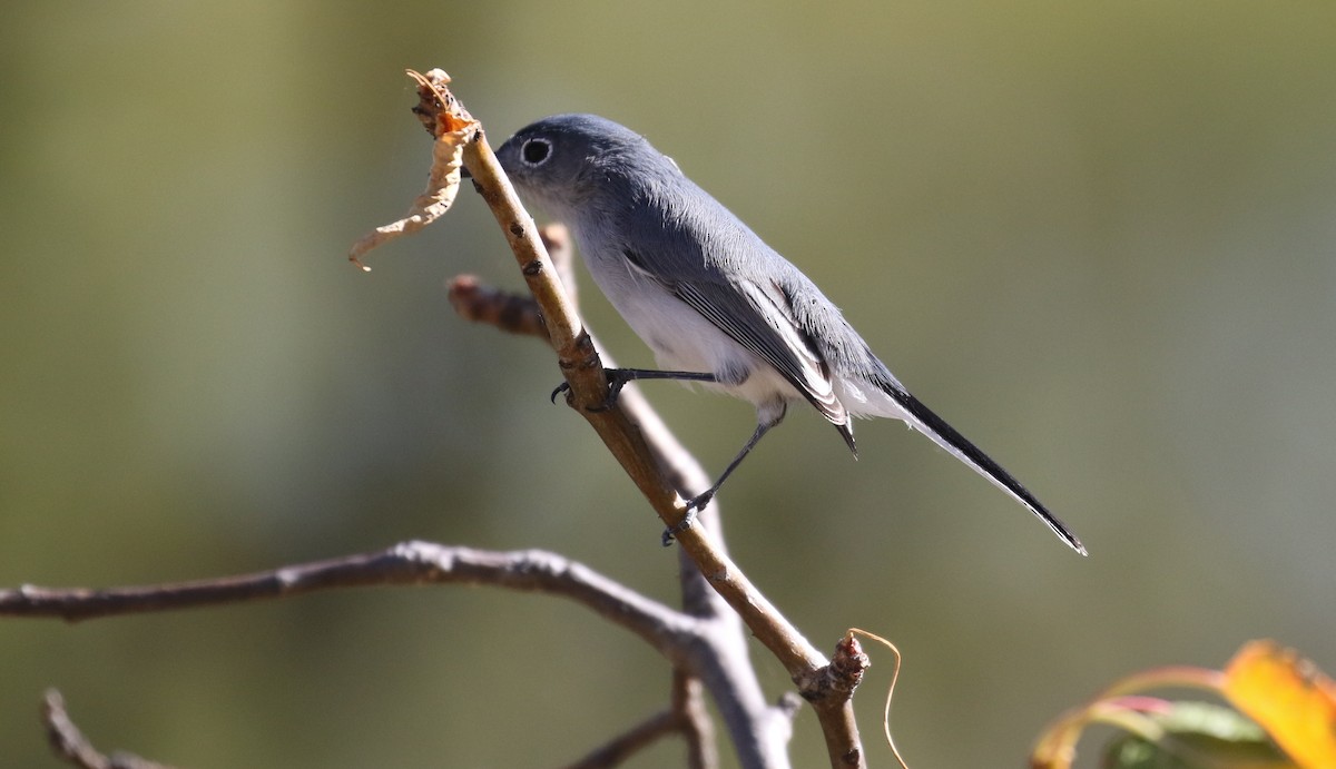 Blue-gray Gnatcatcher - Michael Woodruff