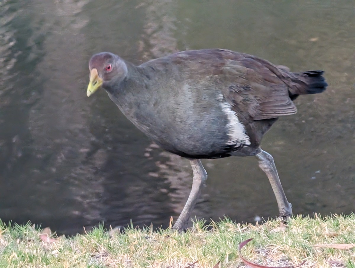 Tasmanian Nativehen - ML615405424