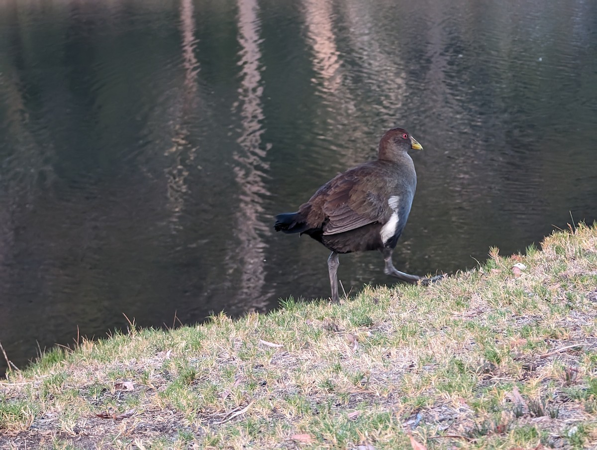 Tasmanian Nativehen - ML615405425