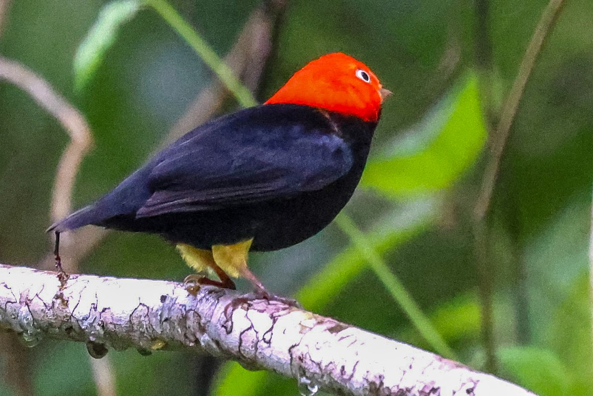 Red-capped Manakin - ML615405454