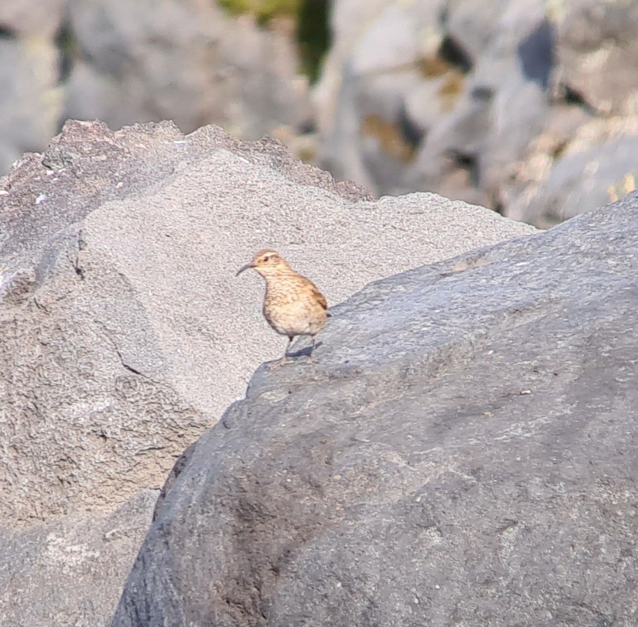 Scale-throated Earthcreeper - Tomás Saratscheff