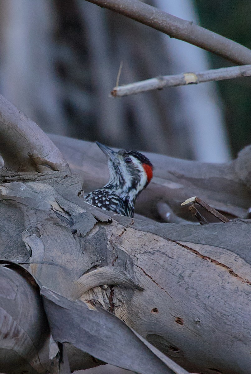 Striped Woodpecker - ML615405477