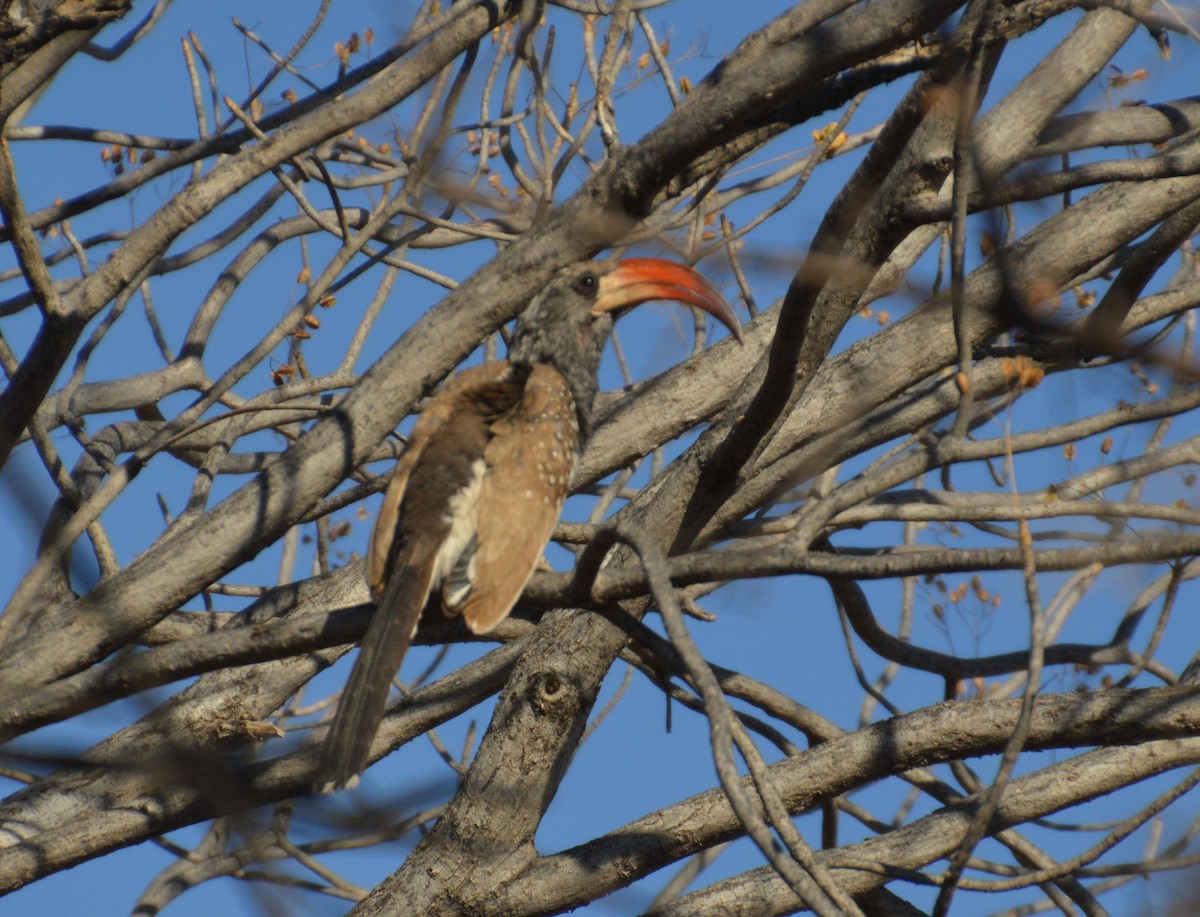 Monteiro's Hornbill - ML615405489