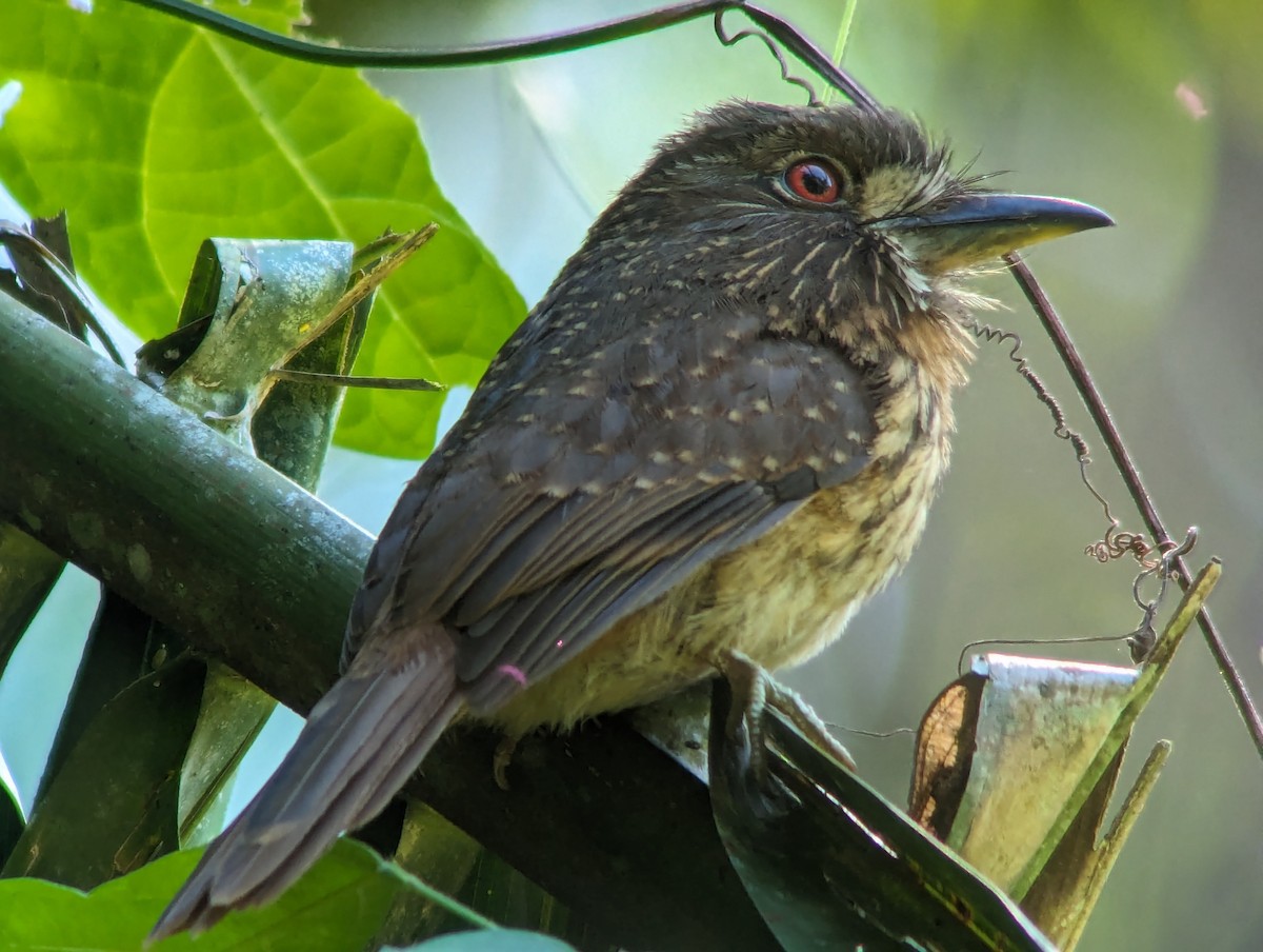 White-whiskered Puffbird - Kevin Parsons