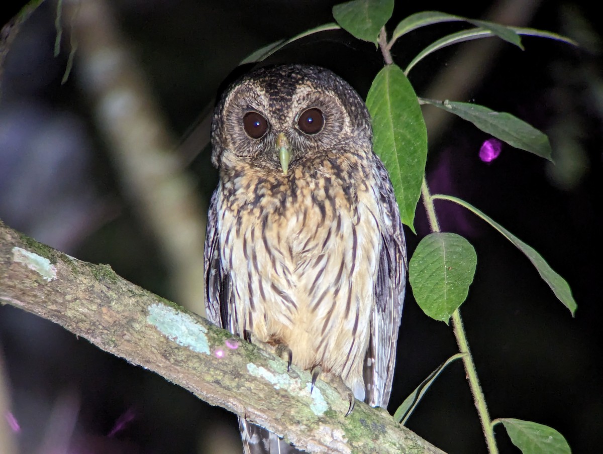 Mottled Owl - ML615405691