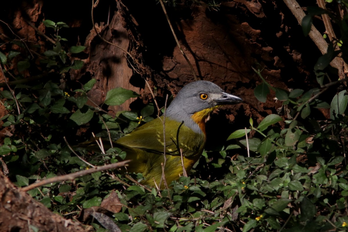 Gray-headed Bushshrike - ML615405692