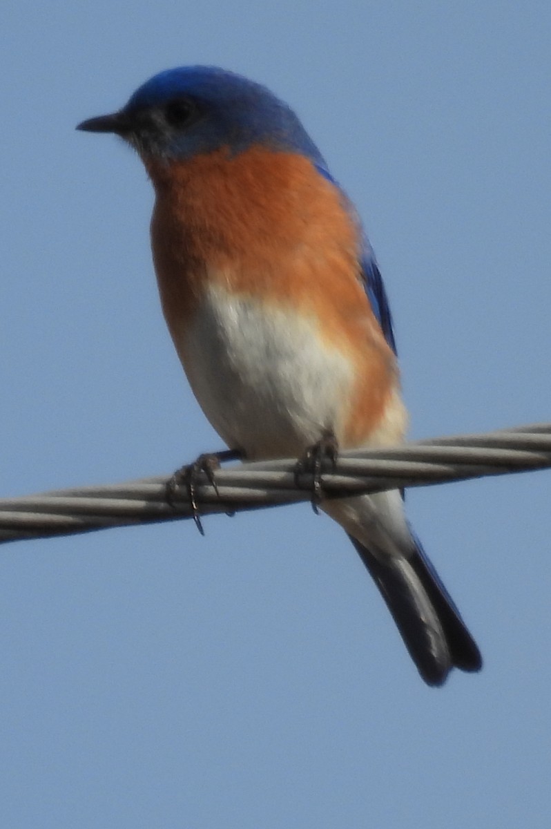 Rotkehl-Hüttensänger - ML615405735