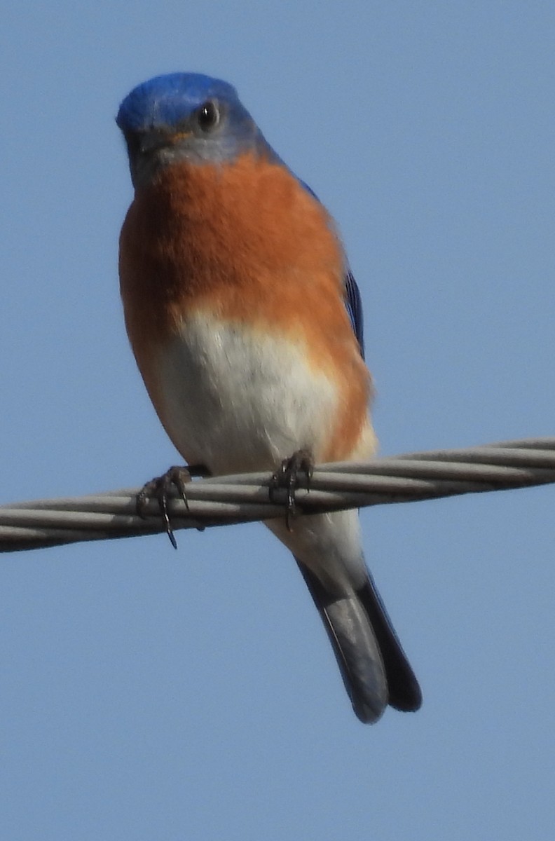 Rotkehl-Hüttensänger - ML615405736