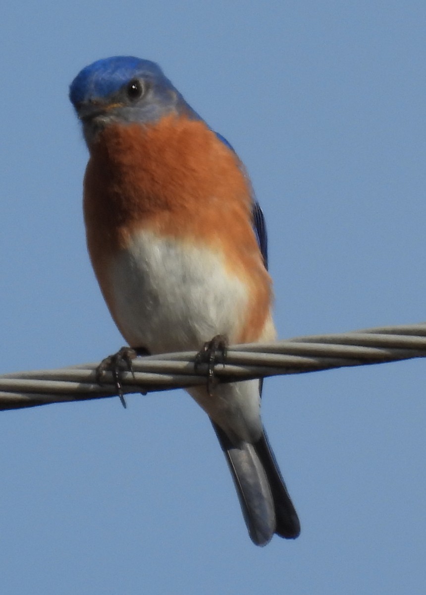 Rotkehl-Hüttensänger - ML615405737