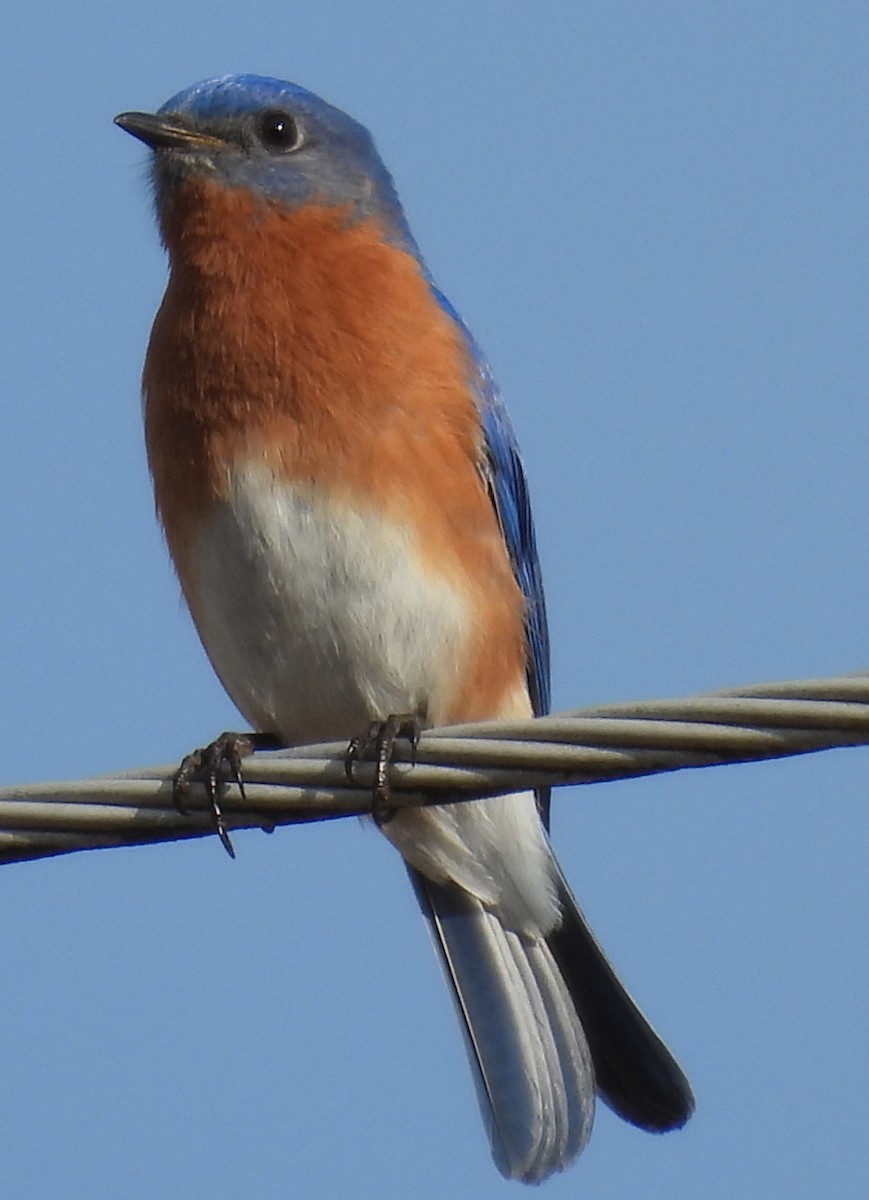 Rotkehl-Hüttensänger - ML615405738