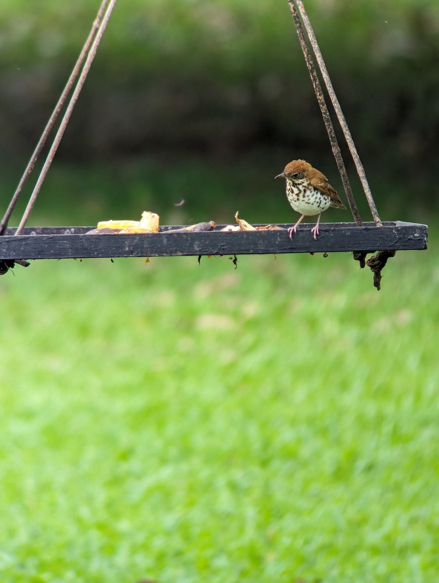 Wood Thrush - ML615405772