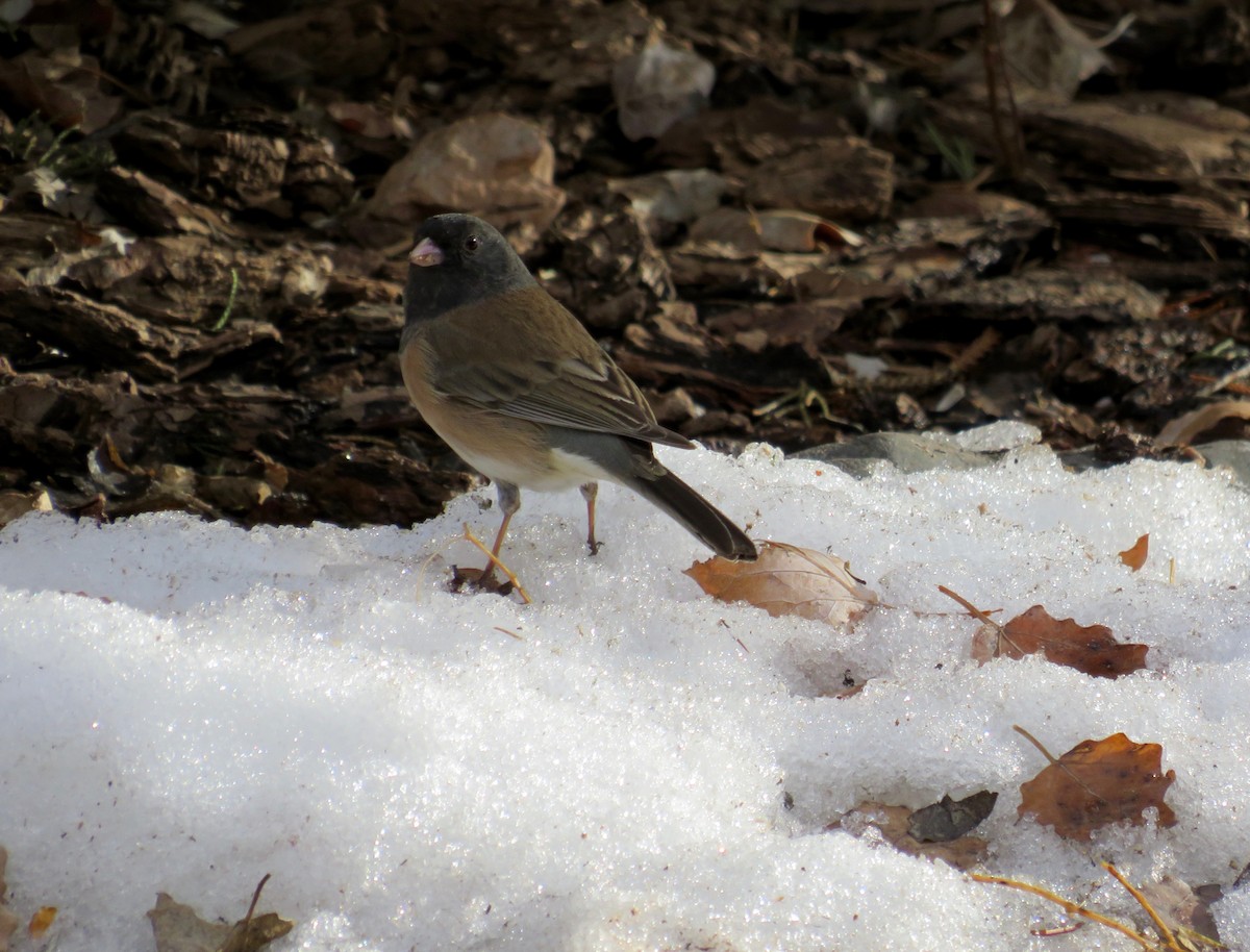 Dark-eyed Junco (Oregon) - ML615405780