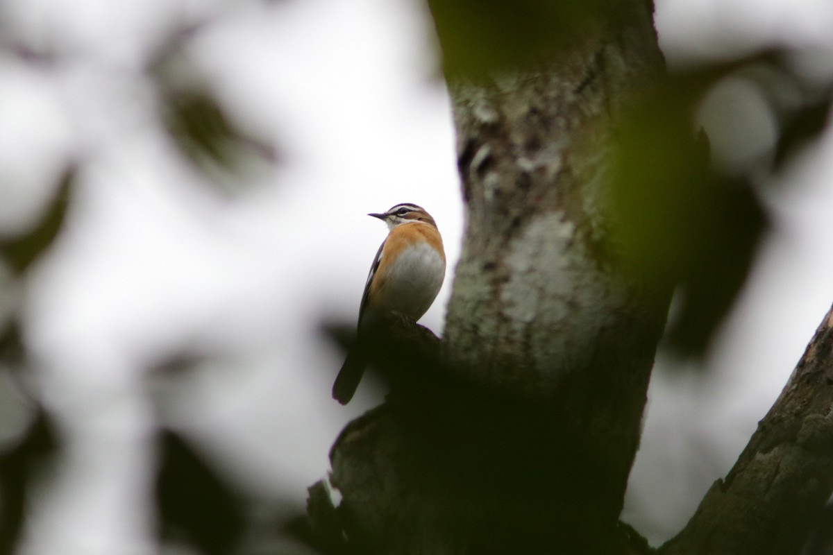 Bearded Scrub-Robin - ML615405825