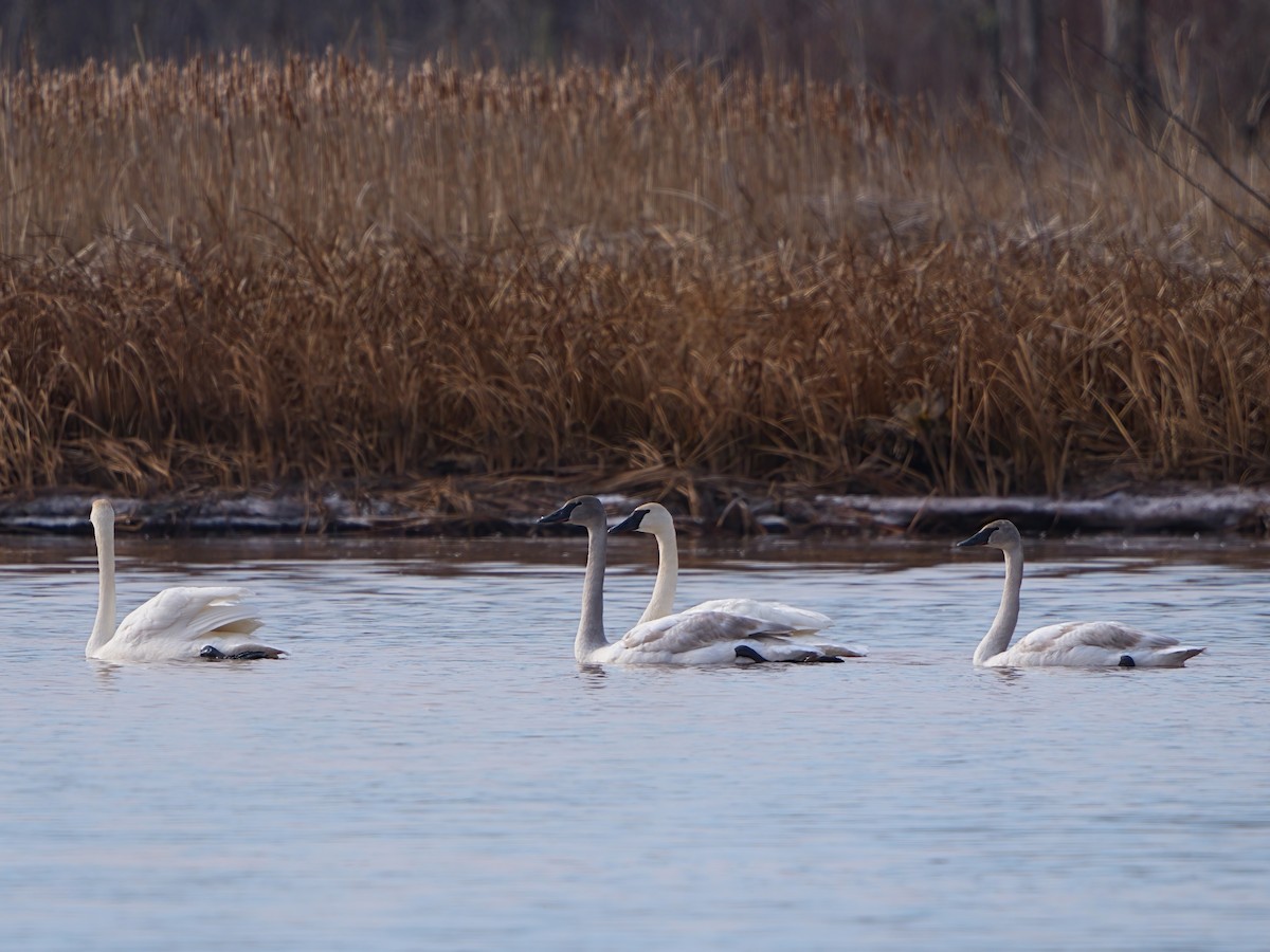 Trumpeter Swan - ML615405849