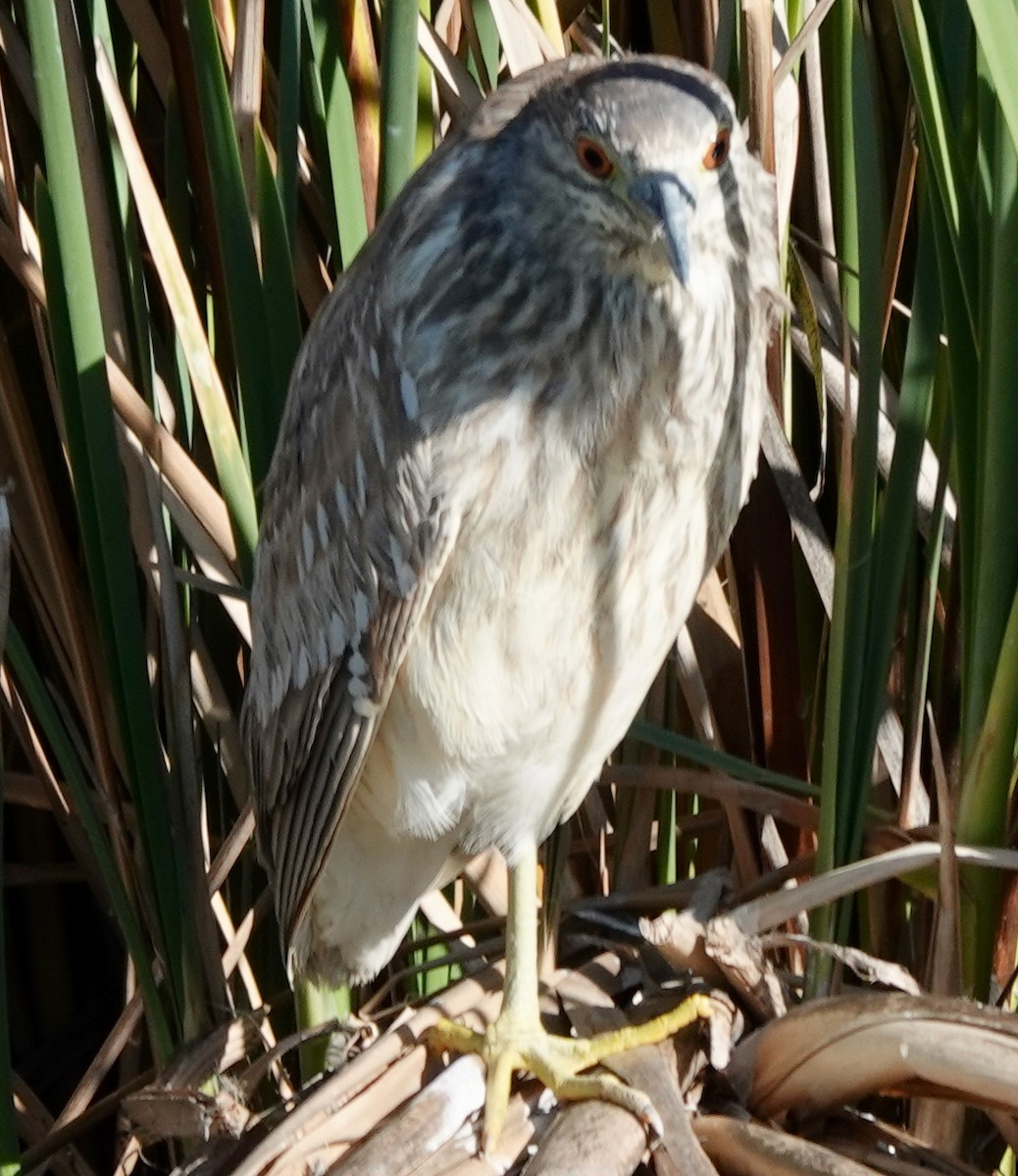 Black-crowned Night Heron - ML615405858