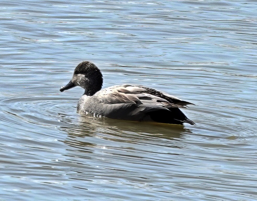 Green-winged Teal - ML615405863