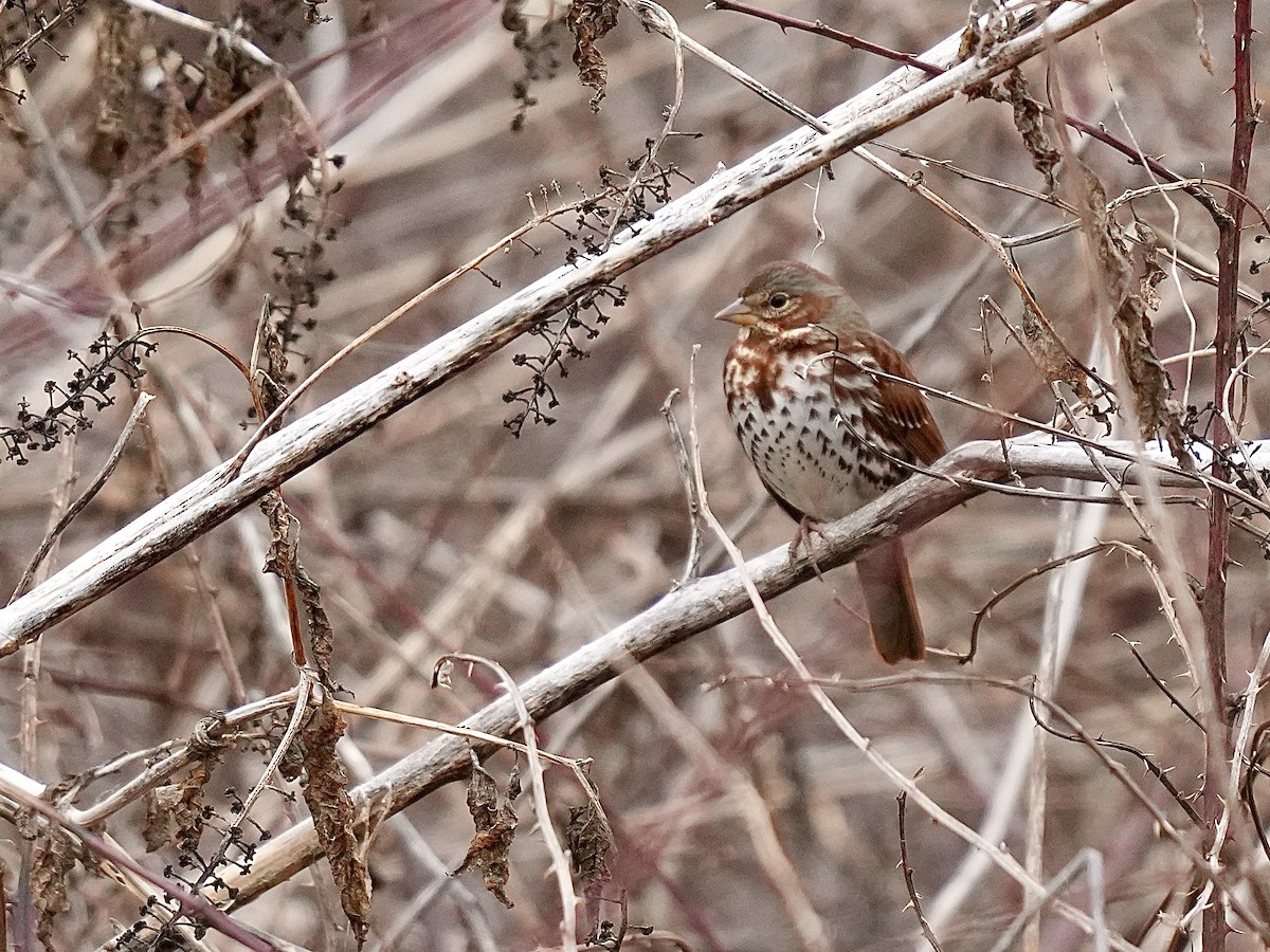 Fox Sparrow - Stacy Rabinovitz