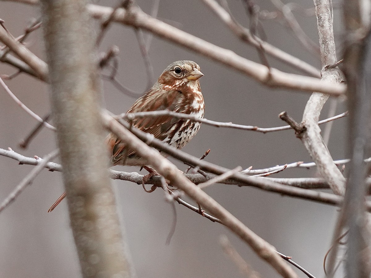 Fox Sparrow - ML615405910