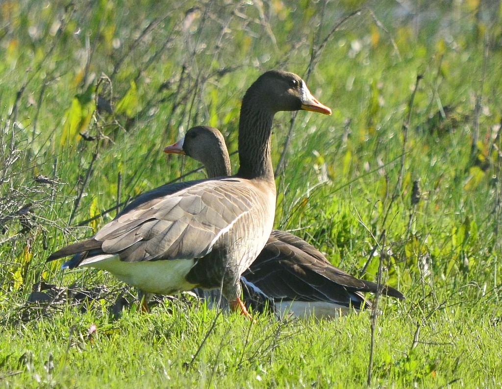 Greater White-fronted Goose - ML615405934