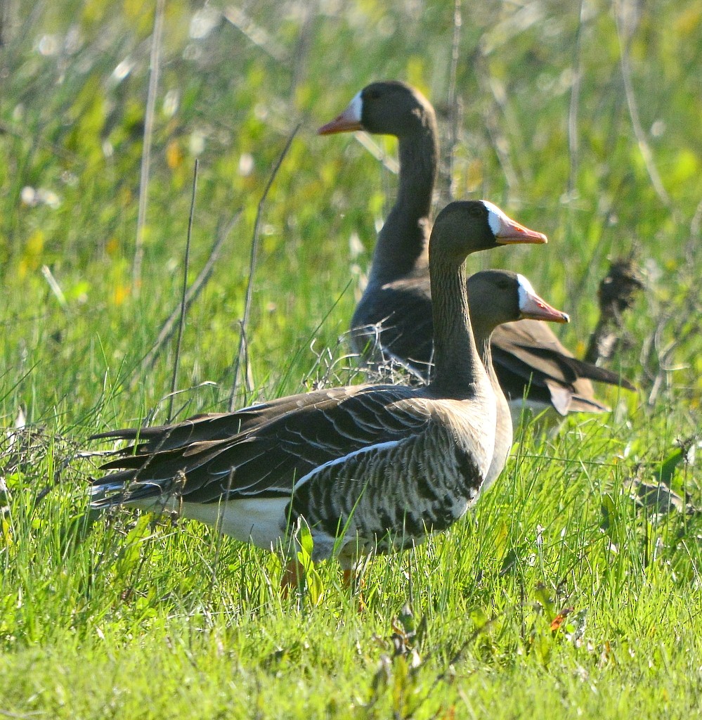 Greater White-fronted Goose - ML615405935
