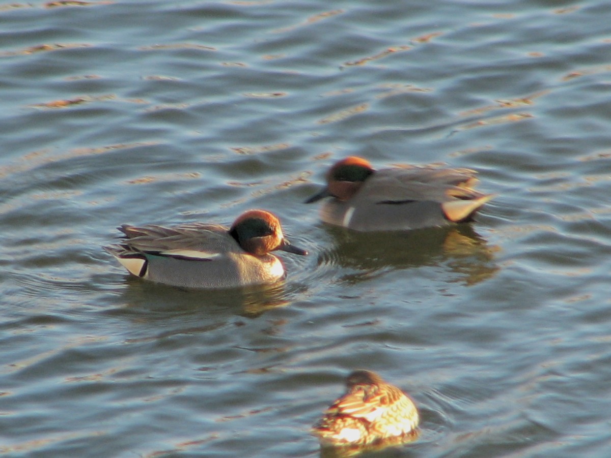 Green-winged Teal (Eurasian) - ML615406044