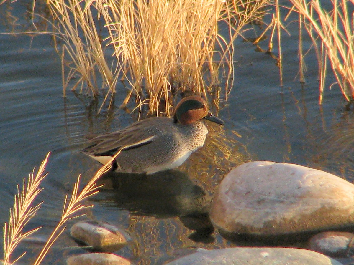 Green-winged Teal (Eurasian) - ML615406045