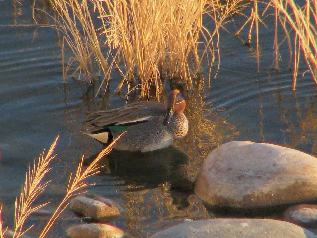 Green-winged Teal (Eurasian) - ML615406046