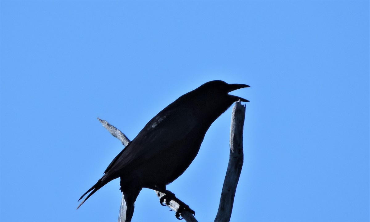 American Crow - ML615406111