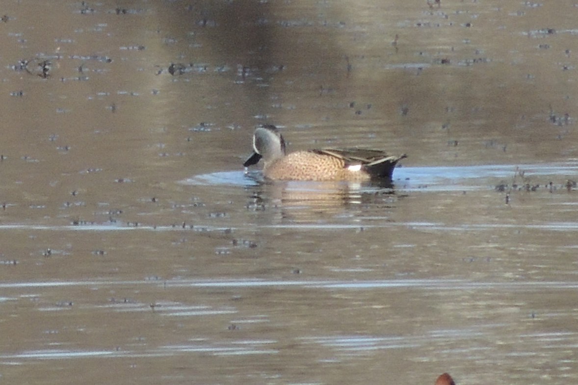 Blue-winged Teal - ML615406132