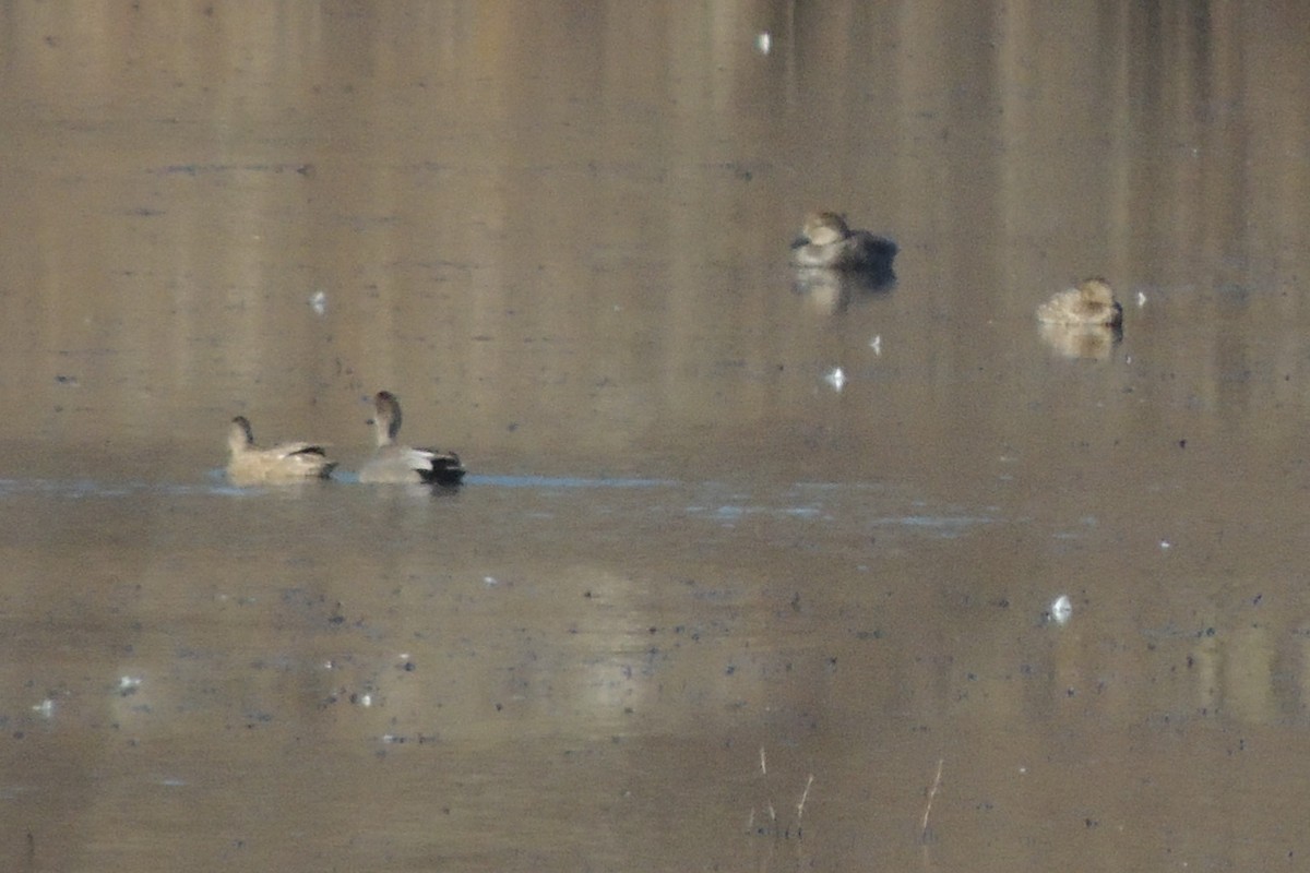 Бор нугас - ML615406158