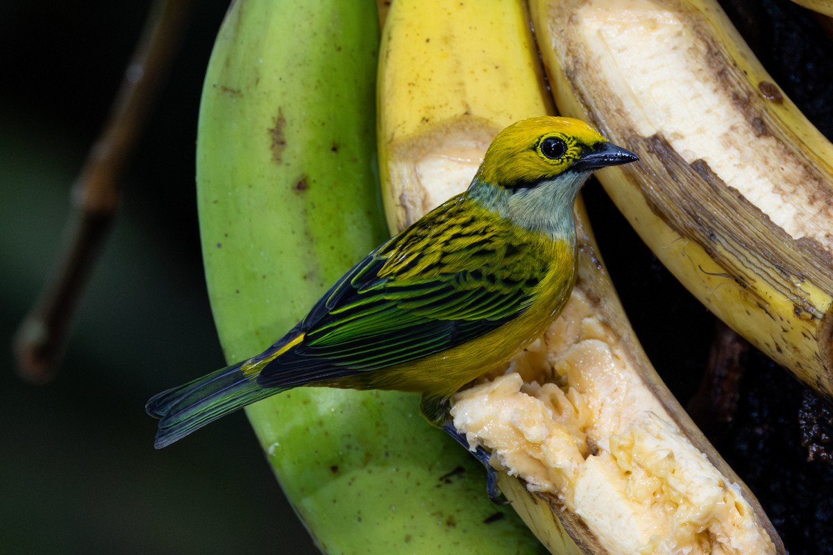Silver-throated Tanager - ML615406182