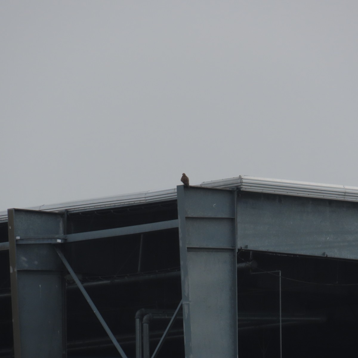 Swainson's Hawk - ML615406201