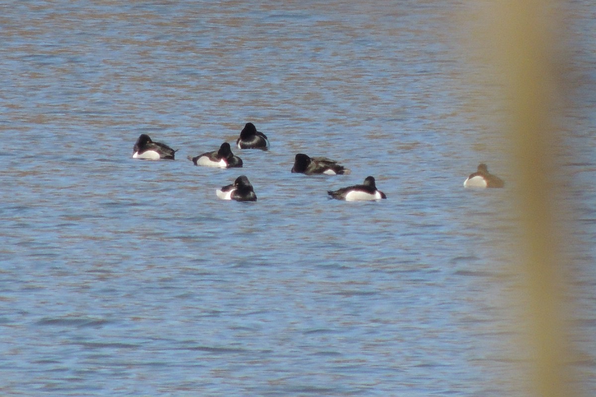 Ring-necked Duck - James Harding