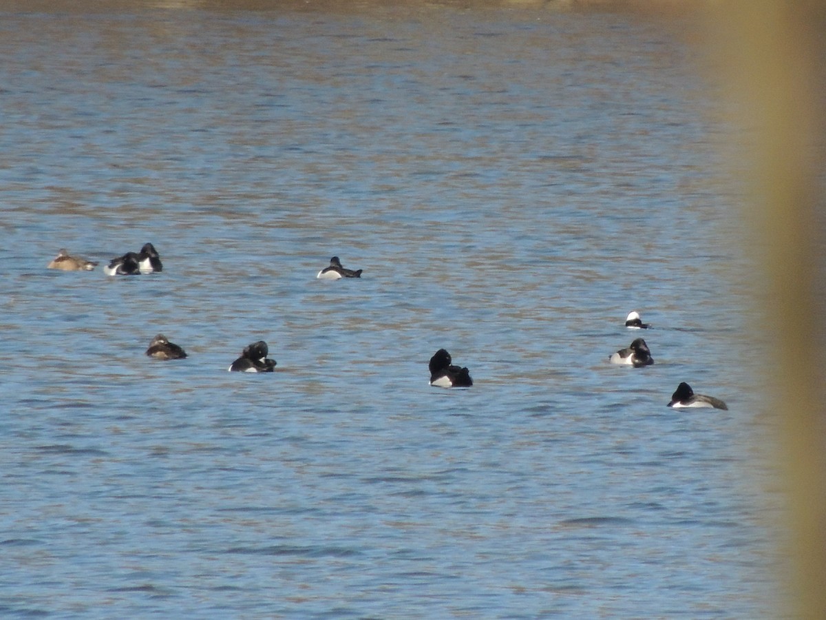 Ring-necked Duck - James Harding